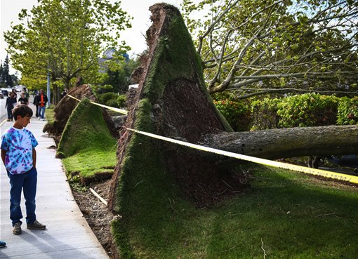 People look at a row of downed trees after they were knocked down during a windstorm on Saturday (Aug. 29) in Lynnwood