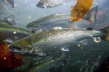 Atlantic salmon in a net-pen. The Associated Press