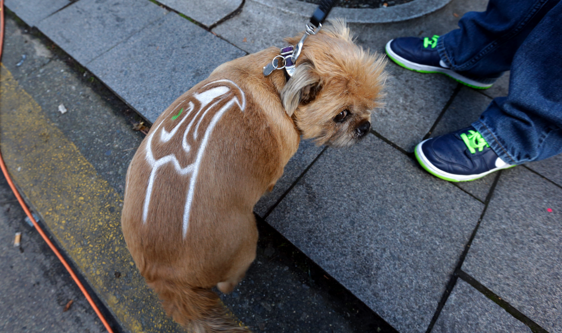 Seattle Seahawks' canine fan "Bella" sports a team logo shorn into her coat. Her owner was attending a noontime "Blue Friday" rally in Seattle for the team last week. (The Associated Press)