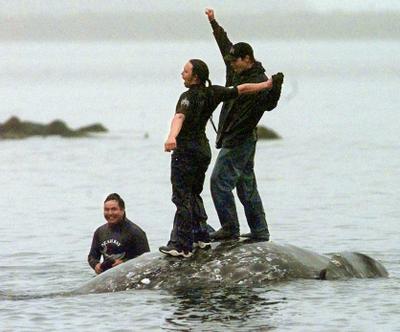 Makah tribal members celebrate on the back of a gray whale killed in the 1999 hunt as it's brought to the beach in Neah Bay. (The Associated Press (Click on photo to enlarge))