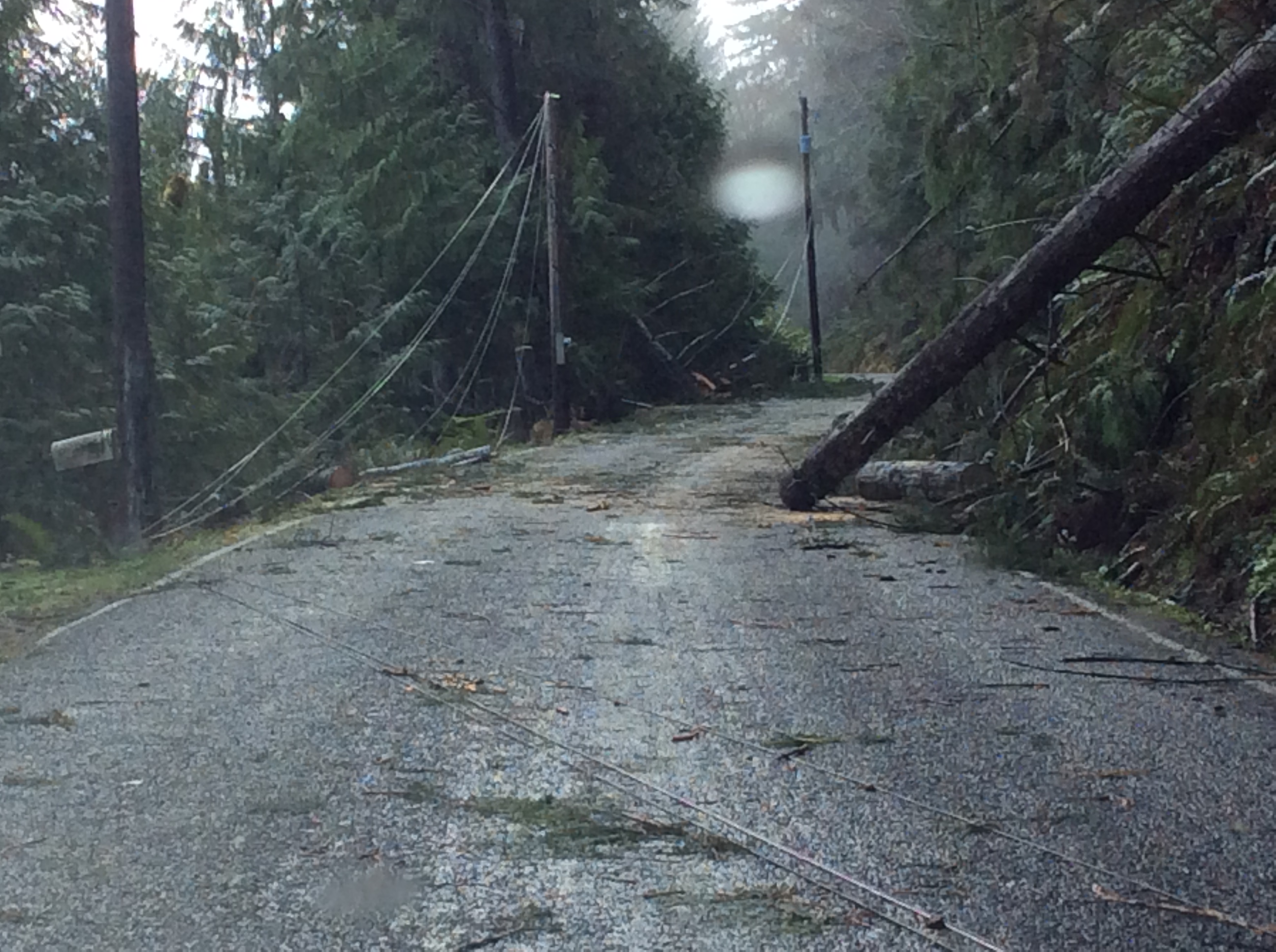 Trees and power lines were strewn across South Shore Road at Lake Sutherland after Sunday's storm. (Clallam County Public Utility District)