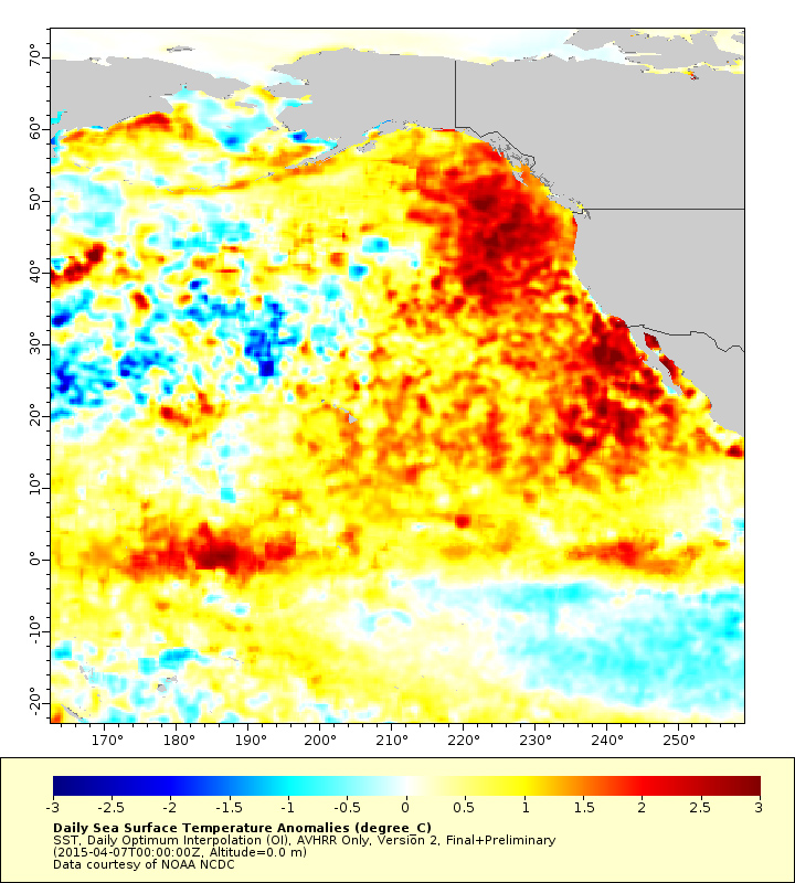 The warm blob as of last week