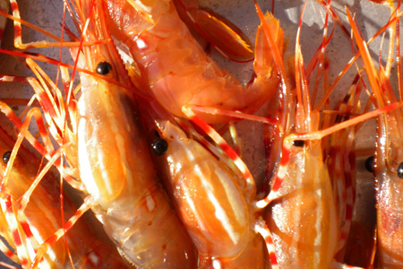 Harvesters are limited to 80 spot shrimp per day. (Washington Department of Fish and Wildlife)