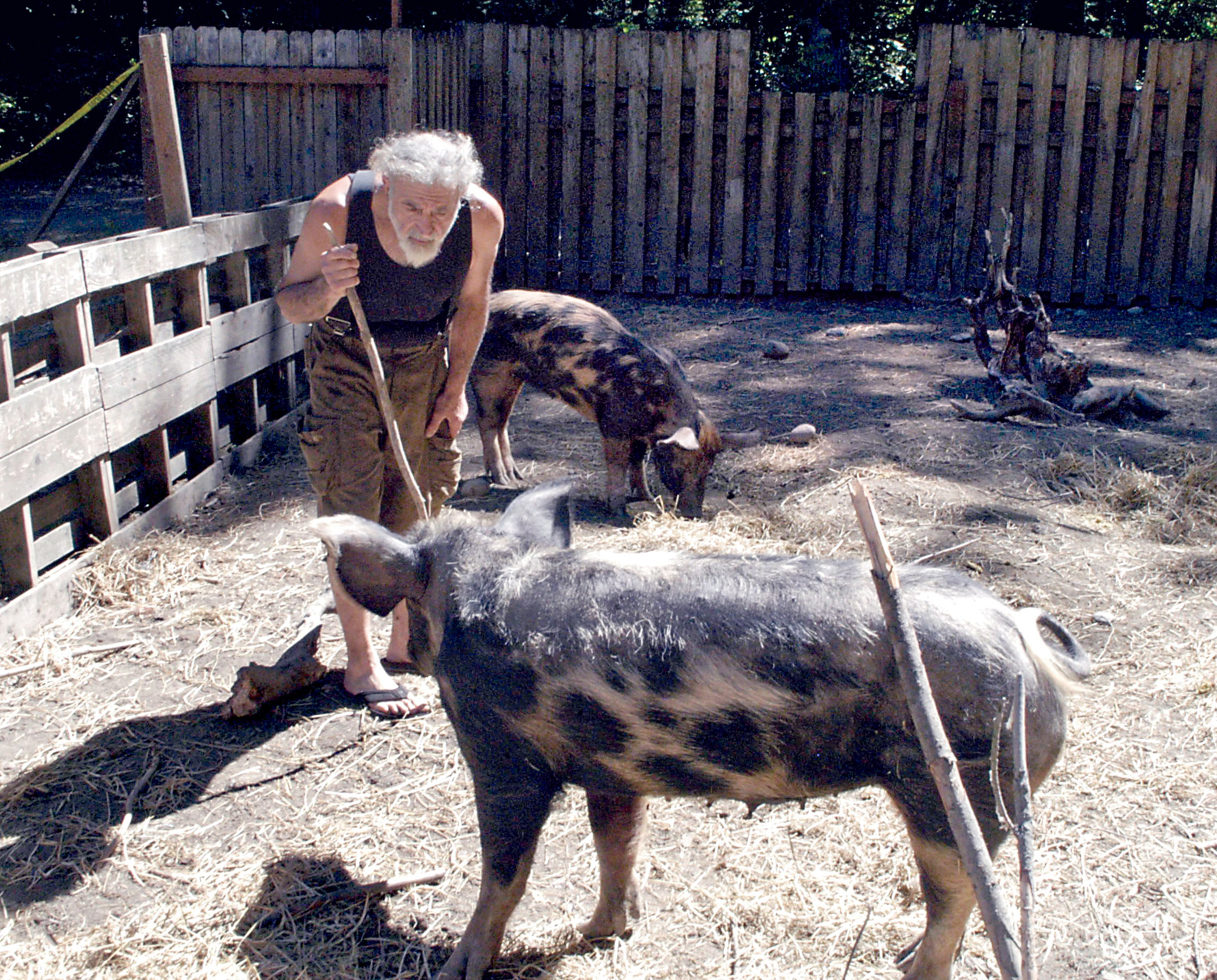 John Dashti checks on his pigs near Sequim on Thursday. (Chris McDaniel/Peninsula Daily News)