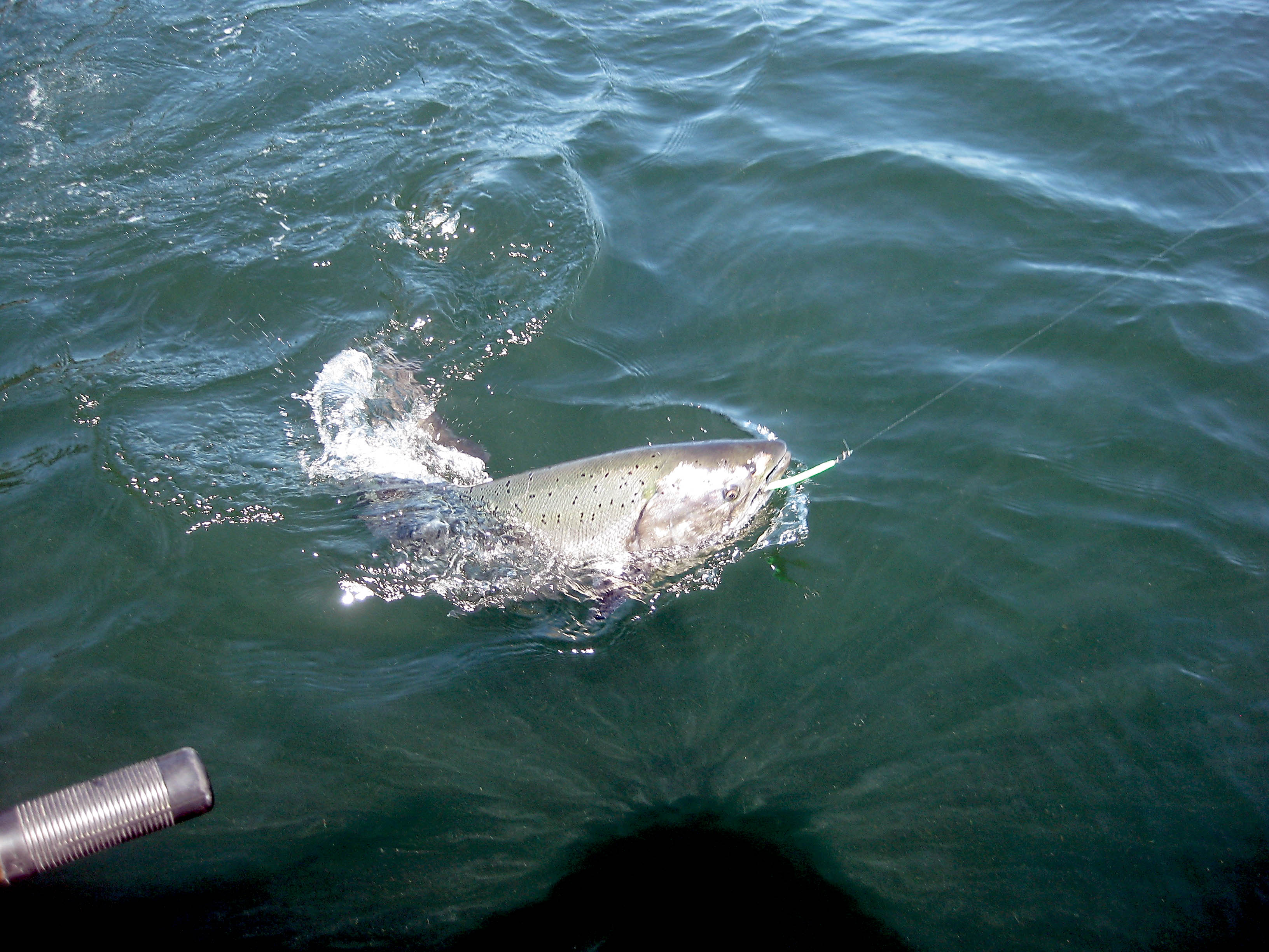 Pete Rosko and friends hooked this chinook on a 2-ounce kandlefish jig in Freshwater Bay on Wednesday. Pete Rosko