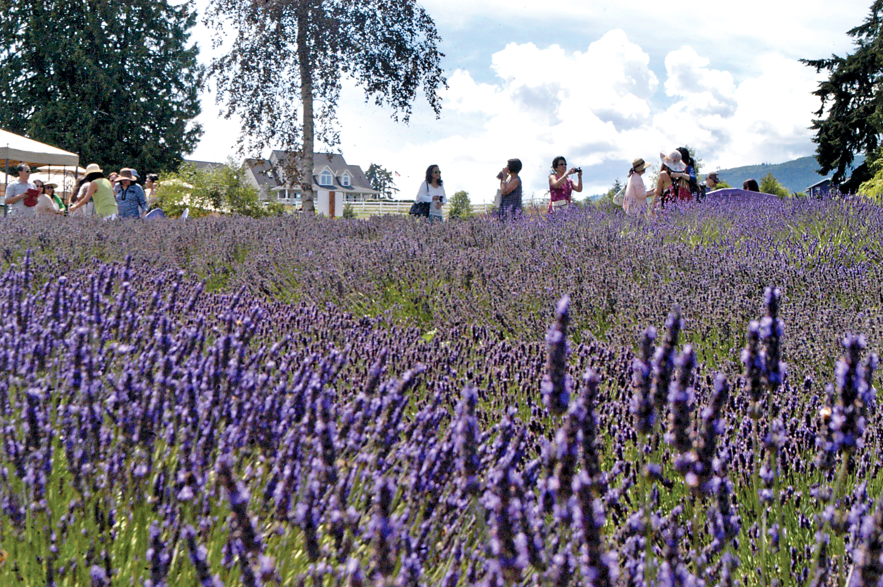 A group of university nursing alumni from the Philippines tour Purple Haze Lavender Farm in Sequim on Tuesday