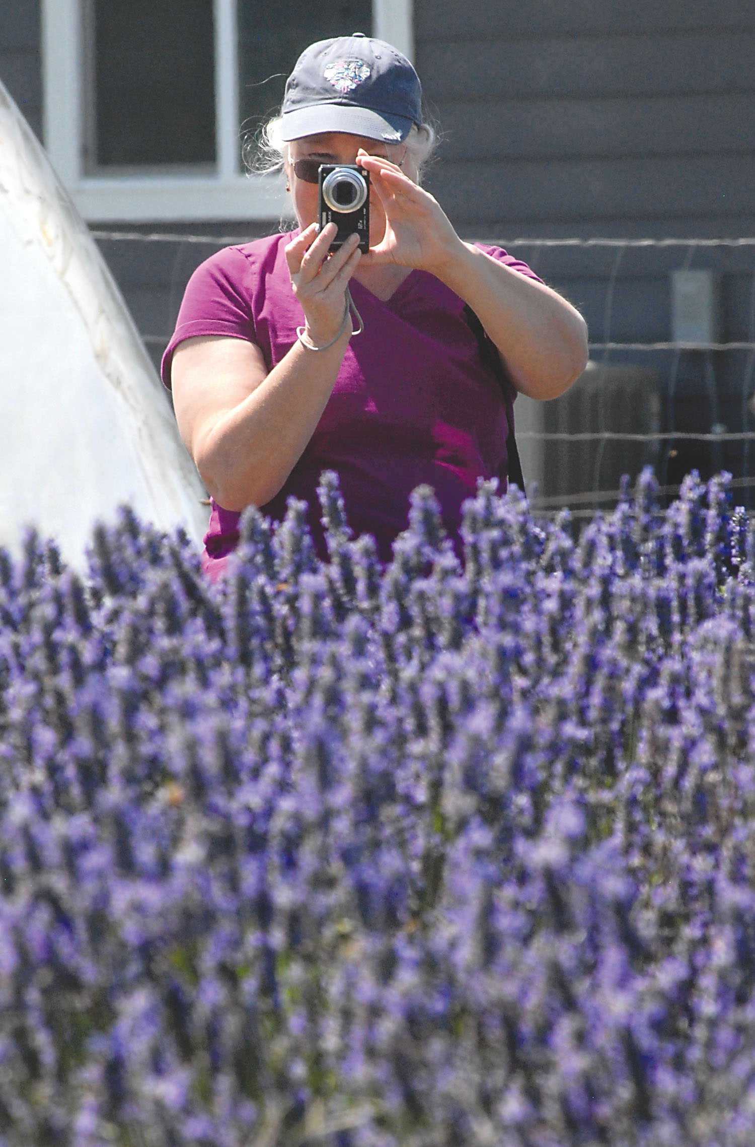 Becky Fields of Kent takes a photograph of lavender growing at Victor's Lavender between Port Angeles and Sequim. Keith Thorpe/Peninsula Daily News