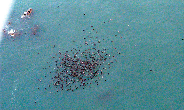 A raft of 687 sea otters were spotted during an aerial survey s off of Hoh Head near the mouth of the Hoh River in late June. (Steve Jeffries/State Department of Fish and Wildlife)