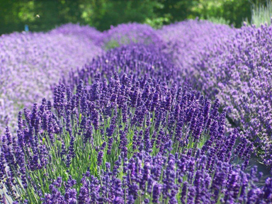 Photo Courtesy of Sequim Lavender Farmers Association