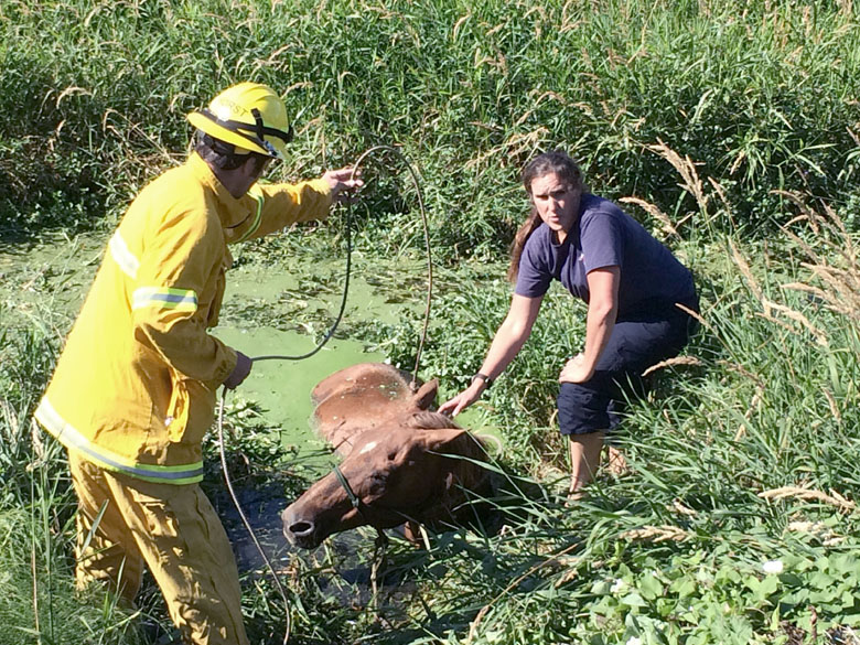 Representatives from Clallam County Fire District No. 3 help pull a horse named J.D. from where he became stuck in Meadowbrook Creek near Sequim-Dungeness Way. Clallam County Fire District No. 3