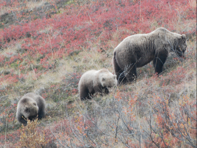 Female grizzly bear with two cubs. Wikipedia Commons