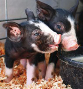 What would a county fair be without piglets? Peninsula Daily News