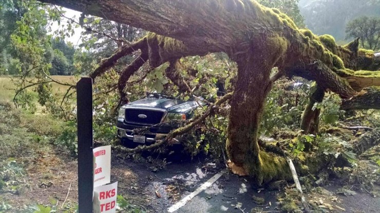 A pickup truck is crushed under a fallen tree at the Madison Falls parking lot in Olympic National Park. There were no known injuries in the park during this weekend's storm. National Park Service