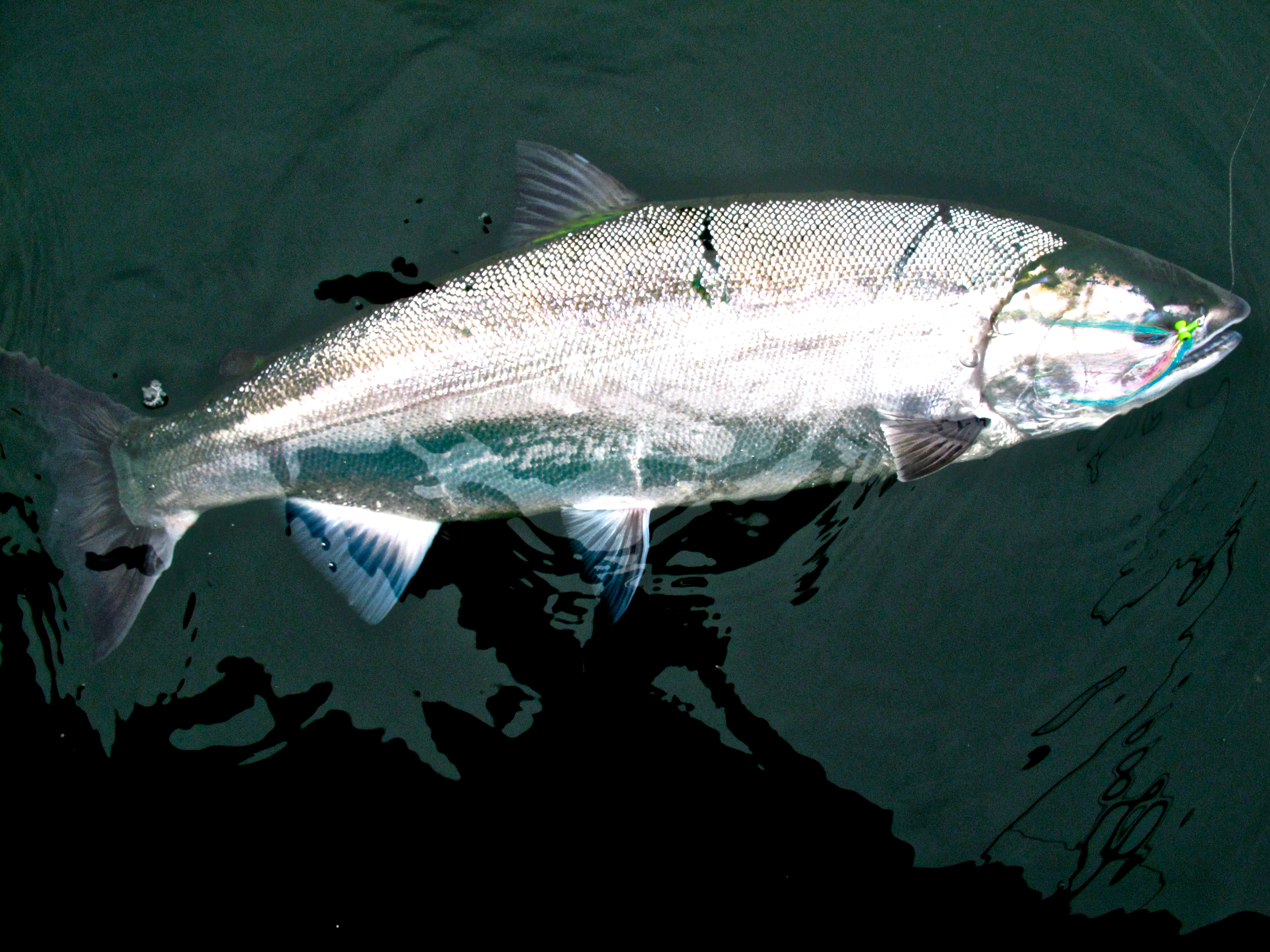 OUTDOORS: Wade through wilds to find keeper coho