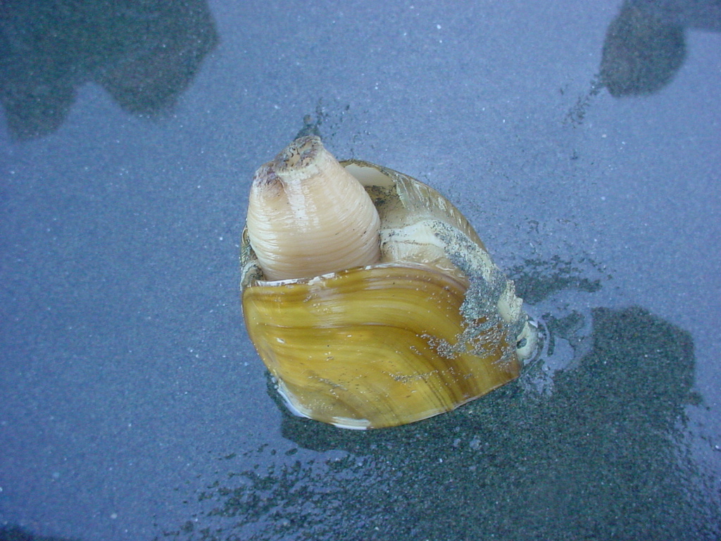 OUTDOORS Razor clam season on hold Peninsula Daily News