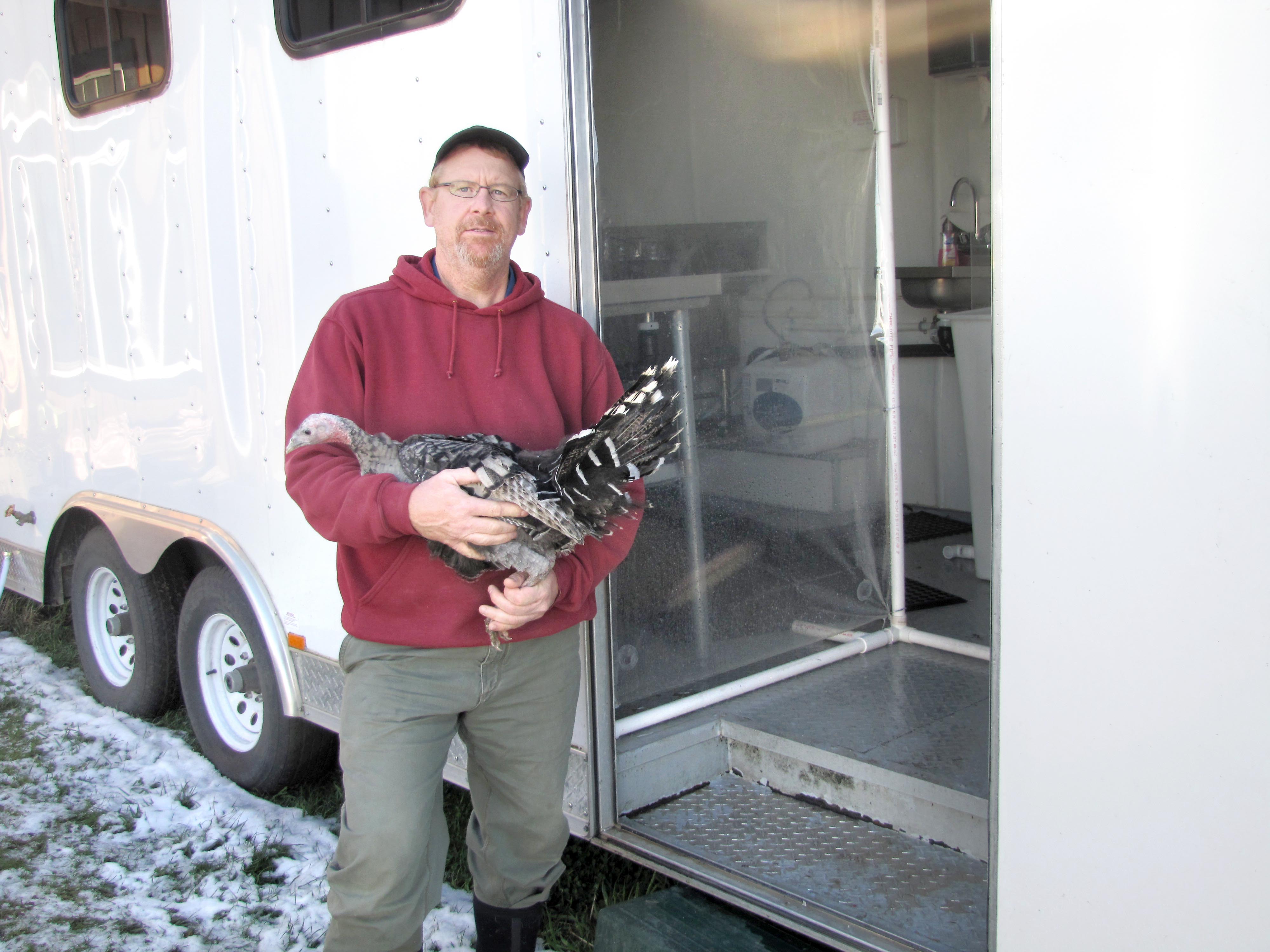 Tom Clark of Clark Farms in Sequim holds a young turkey destined for a dinner table. Clark Farms is the first poultry producer on the North Olympic Peninsula to be licensed to use a poultry processing trailer to prepare chickens