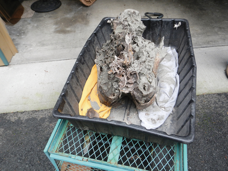 A partial skull of what's likely a Columbian mammoth emerges from eroding bluffs surrounding Sequim Bay in early January. (David Brownell/Jamestown S'Klallam tribe)