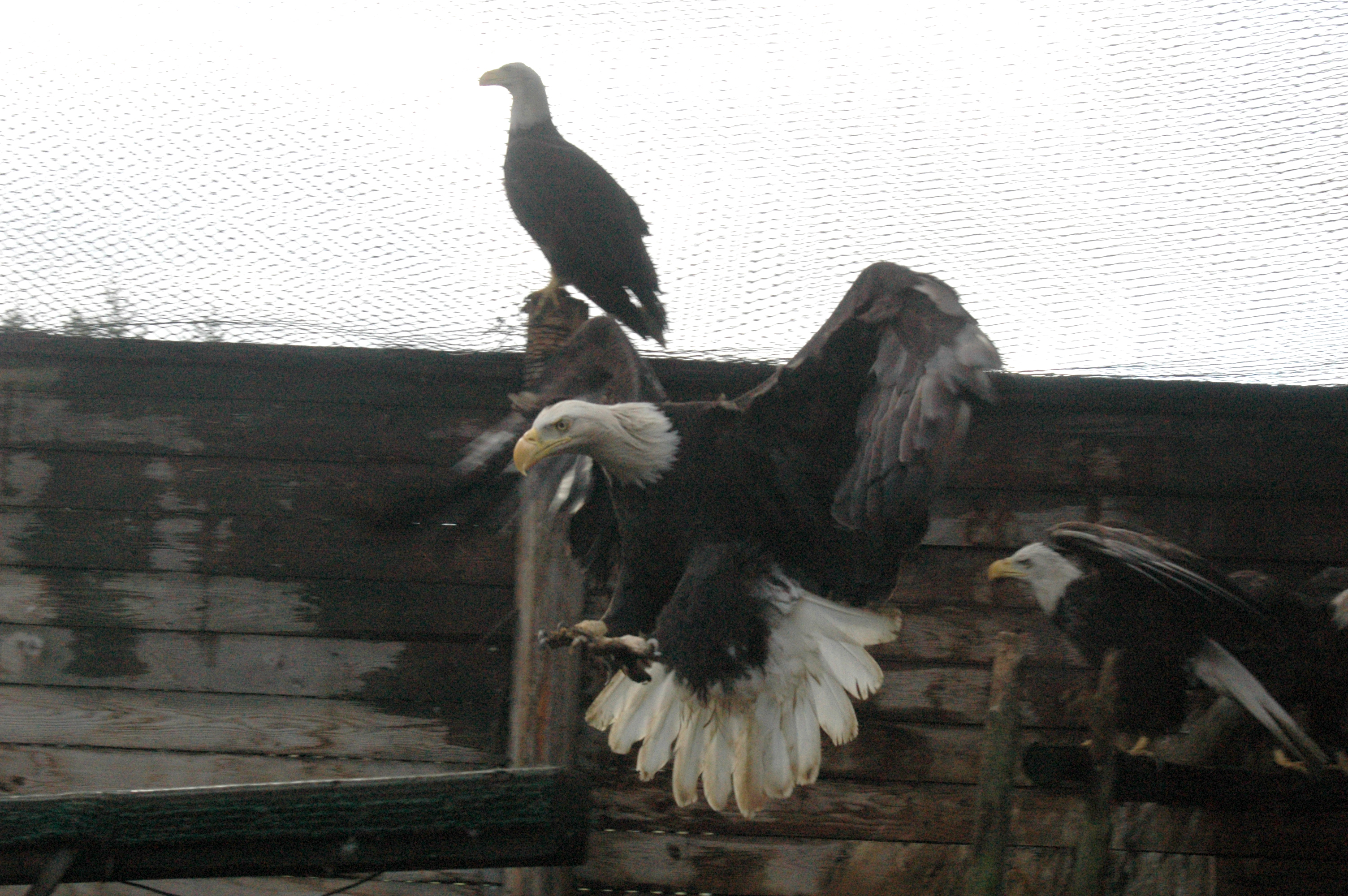 Without a larger flight pen