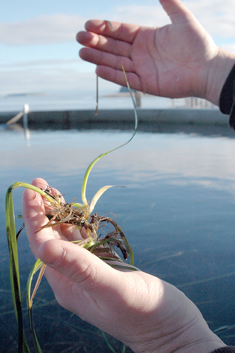 Eelgrass (Zostera marina) is recognized by the Puget Sound Partnership