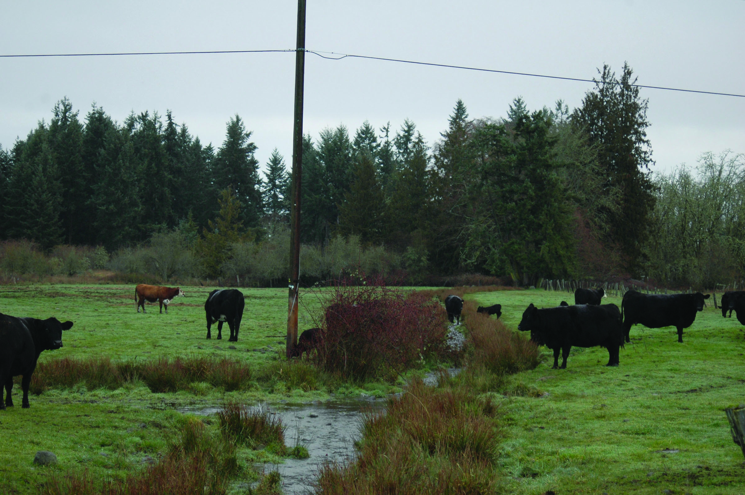 Robert Reandeau's cattle graze on some of his property along River Road in Sequim. (Alana Linderoth/Olmypic Peninsula News Group)