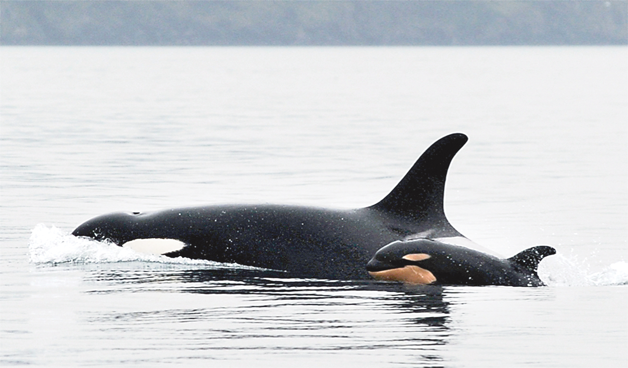 A new baby orca whale calf known as J-51 swims with J-19