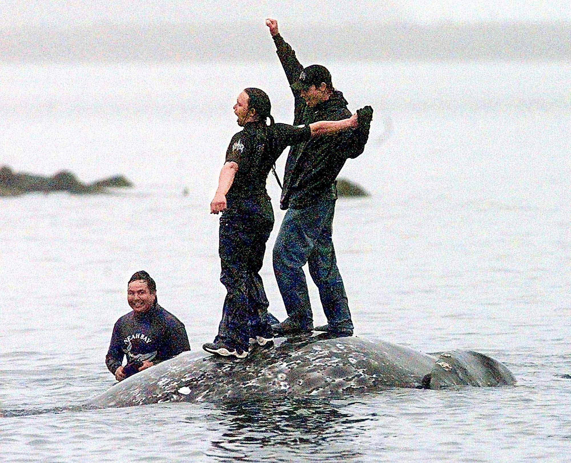 Makah tribal members celebrate on the back of a gray whale killed in the 1999 hunt as it is  brought to the beach in Neah Bay. (The Associated Press)