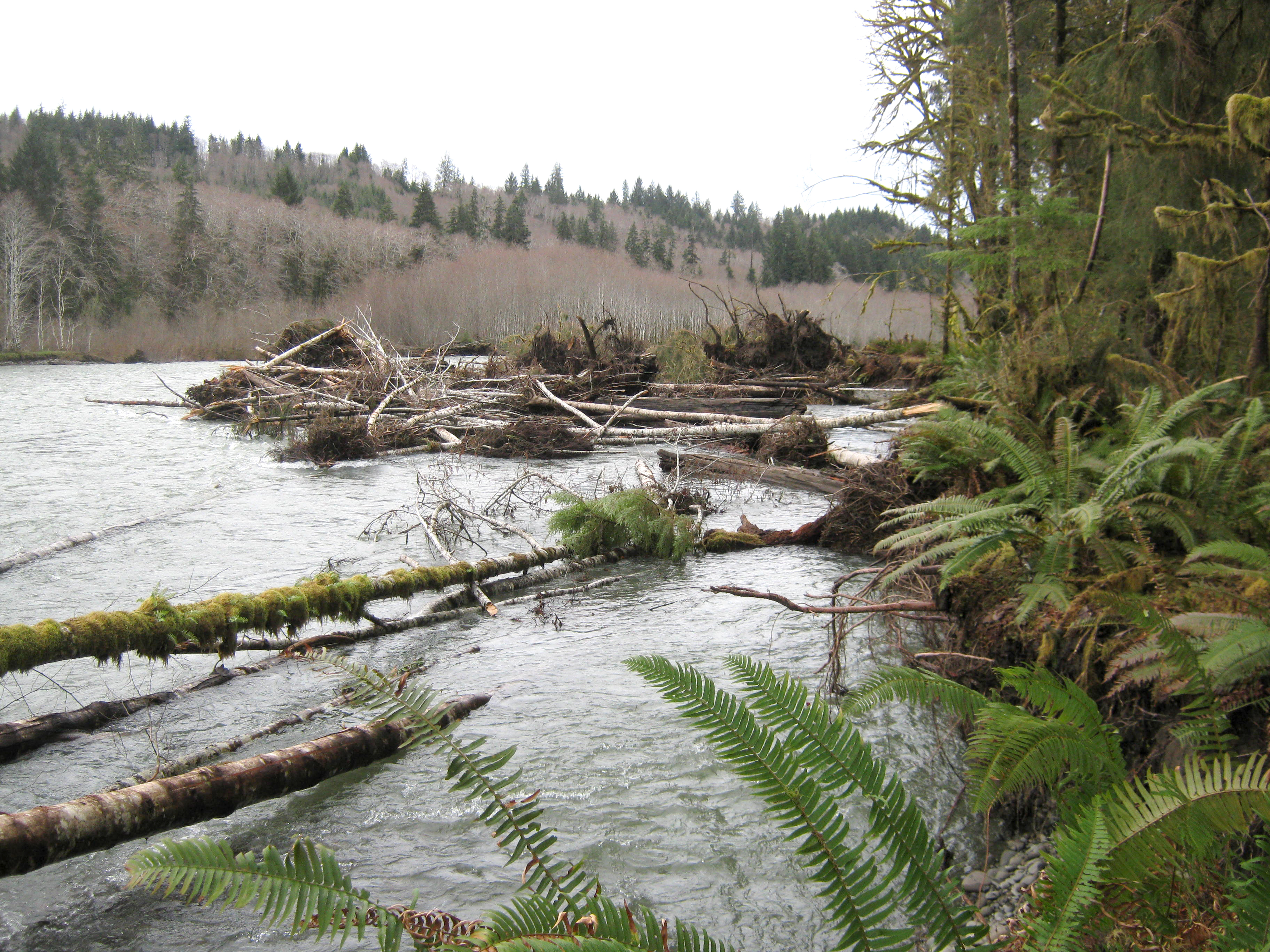 A section of the Bogachiel Trail is missing along the river