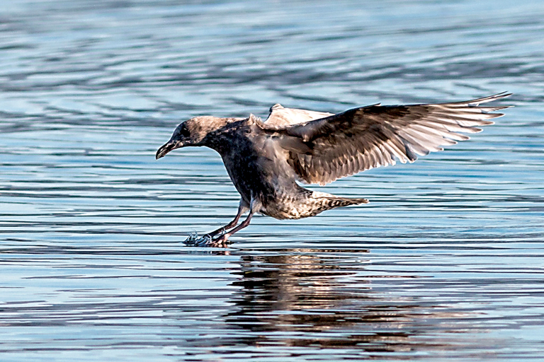 The 13th annual Olympic Peninsula BirdFest will be from April 15-17 at various locations across the North Olympic Peninsula. — Chris Perry ()