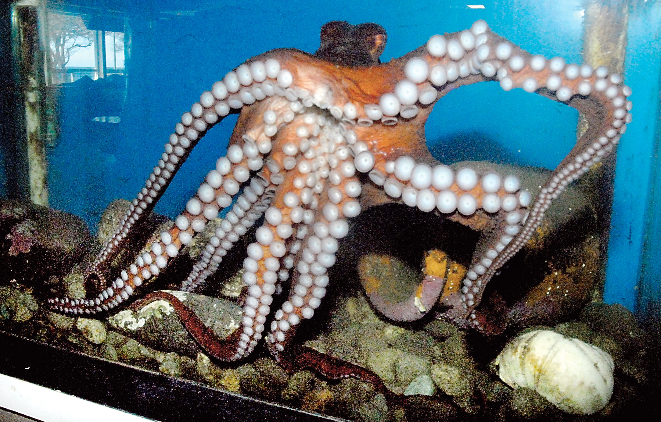 The yet-unnamed Pacific octopus swims in its tank at the Feiro Marine Life Center in Port Angeles this week. (Keith Thorpe/Peninsula Daily News)