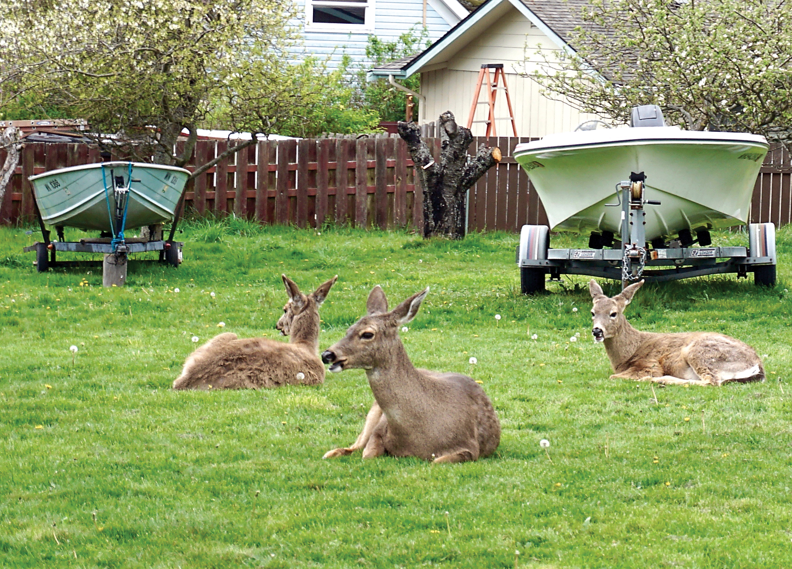 Three of the estimated 230 deer living in Port Townsend take a rest Tuesday afternoon. About 60 volunteers helped conduct a deer census Saturday. — Charlie Bermant/Peninsula Daily News ()