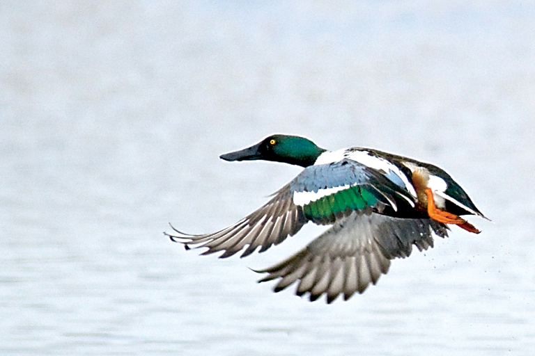 The Olympic shoveler is one of the birds watchers might find on tours during the 13th annual Olympic Peninsula BirdFest set today