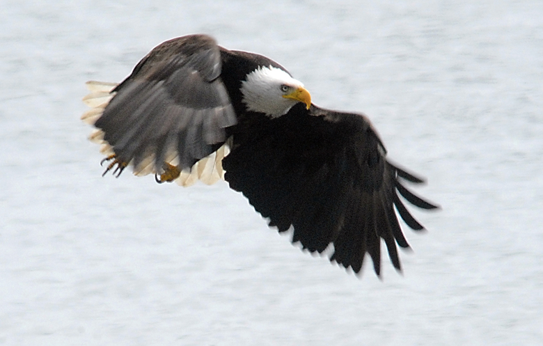 A bald eagle soars over the waters of the Strait of Juan de Fuca in 2013. (Keith Thorpe/Peninsula Daily News)