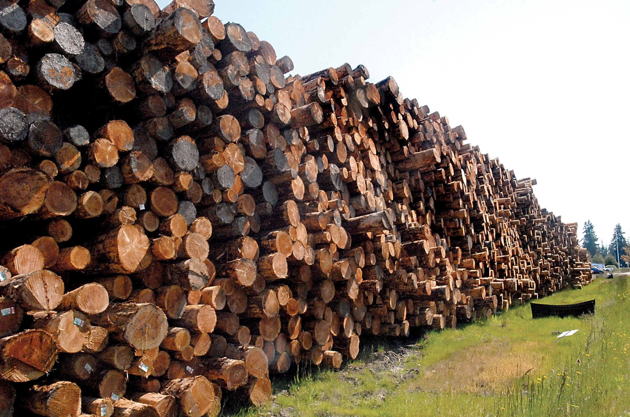 Cut timber lies in piles at the Port of Port Angeles log yard near William R. Fairchild International Airport. — Keith Thorpe/Peninsula Daily News ()