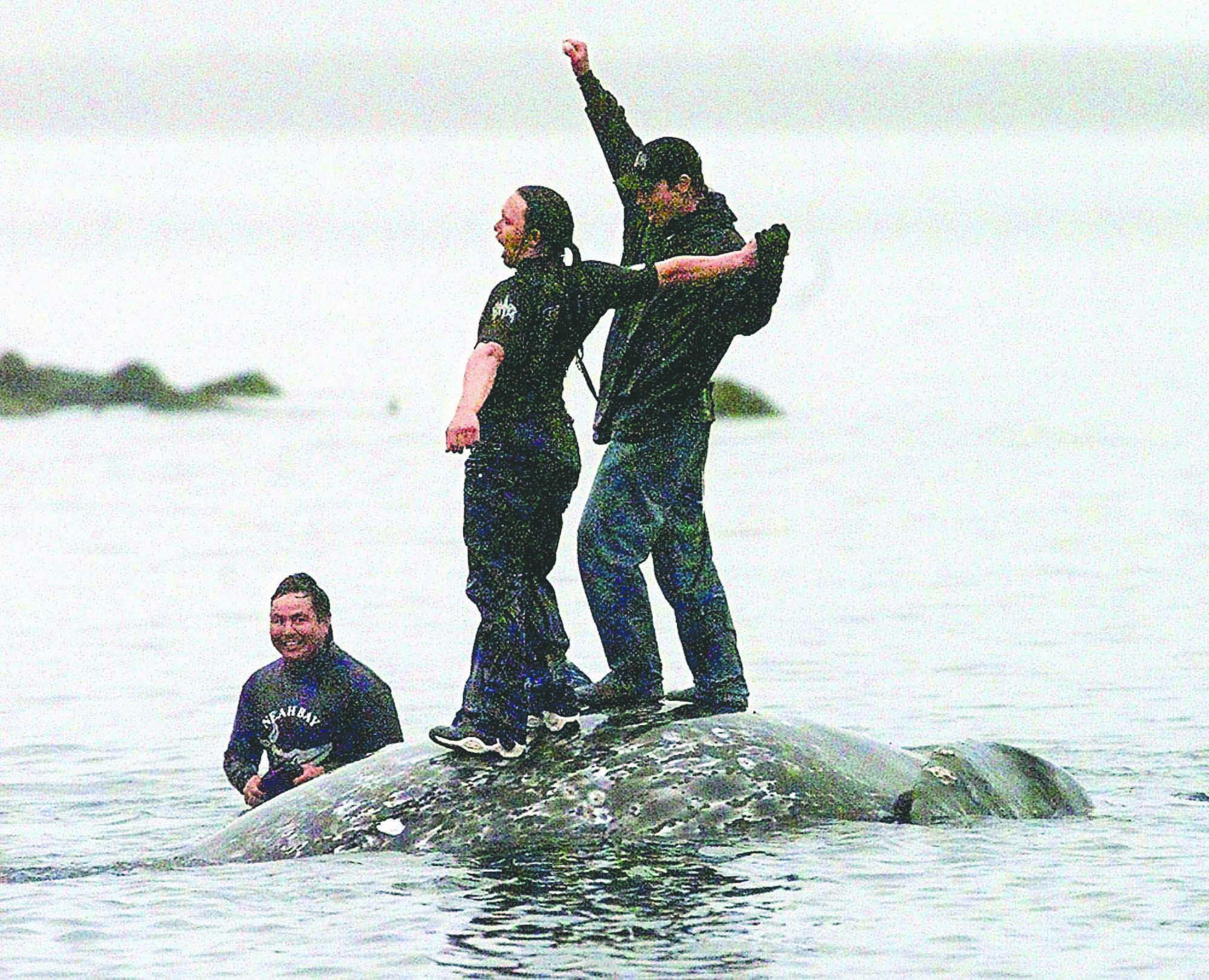 Makah tribal members celebrate on the back of a gray whale killed in the 1999 hunt as it is brought to the beach in Neah Bay. — The Associated Press ()