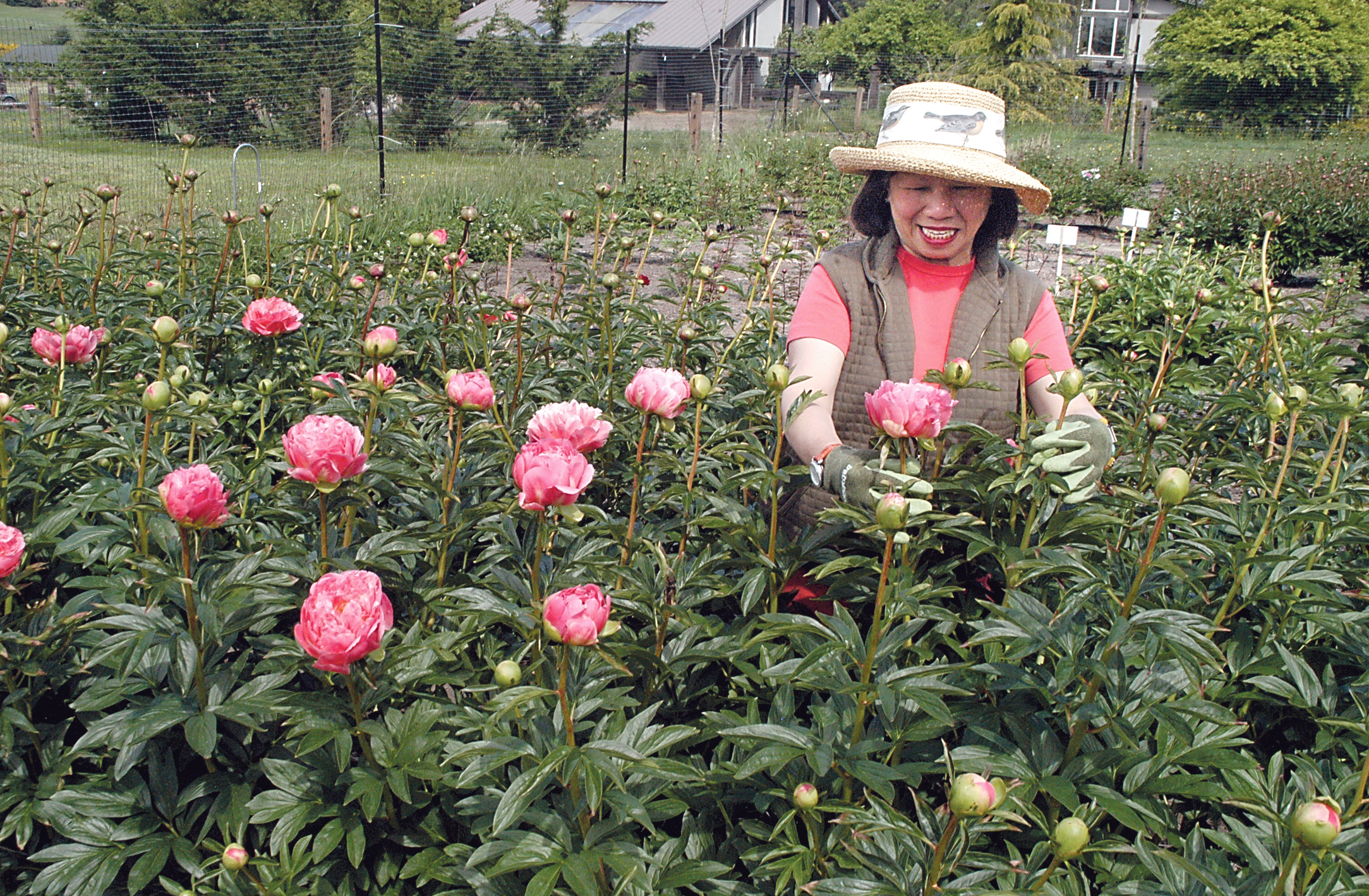 Amy Hall of Sequim checks on her crop of pink Hawaiian coral peonies at Peony Farm. — Chris McDaniel/Peninsula Daily News ()