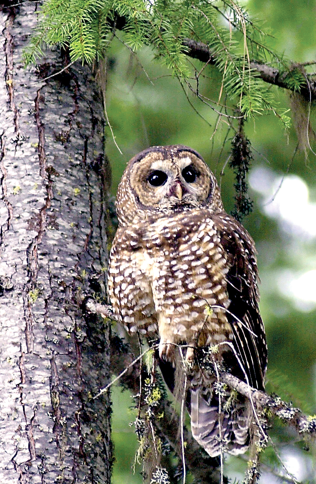 25th anniversary of spotted owl listing: fewer owls, less timber