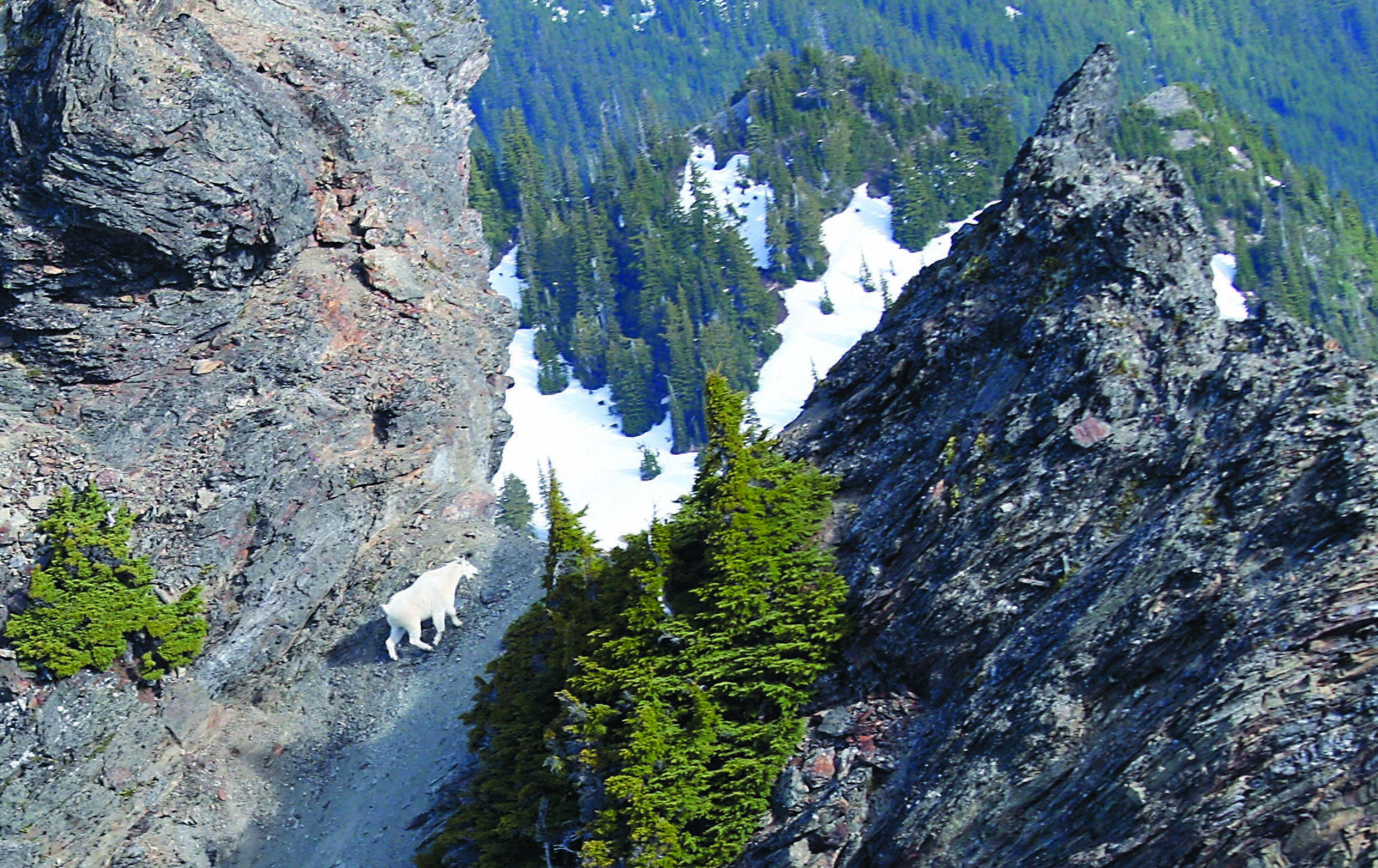 This photo was taken from helicopter during a survey of mountain goats in Olympic National Park and Olympic National Forest in 2011. — U.S. Geological Survey ()