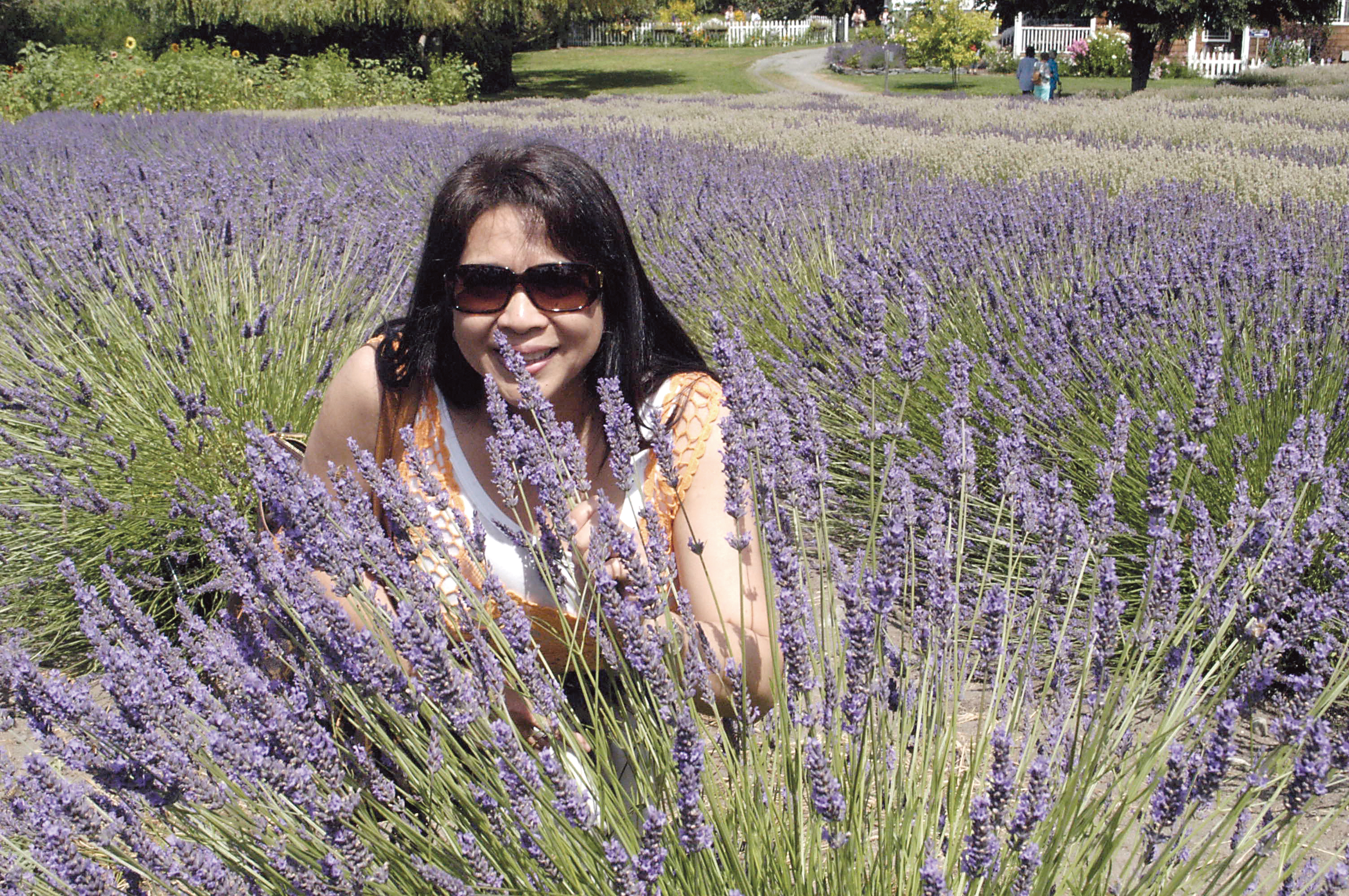 Leilani Redosendo stops to smell the lavender at the Purple Haze Lavender Farm of Sequim while on a tour with Central Philippines University class of 1978 nursing graduates