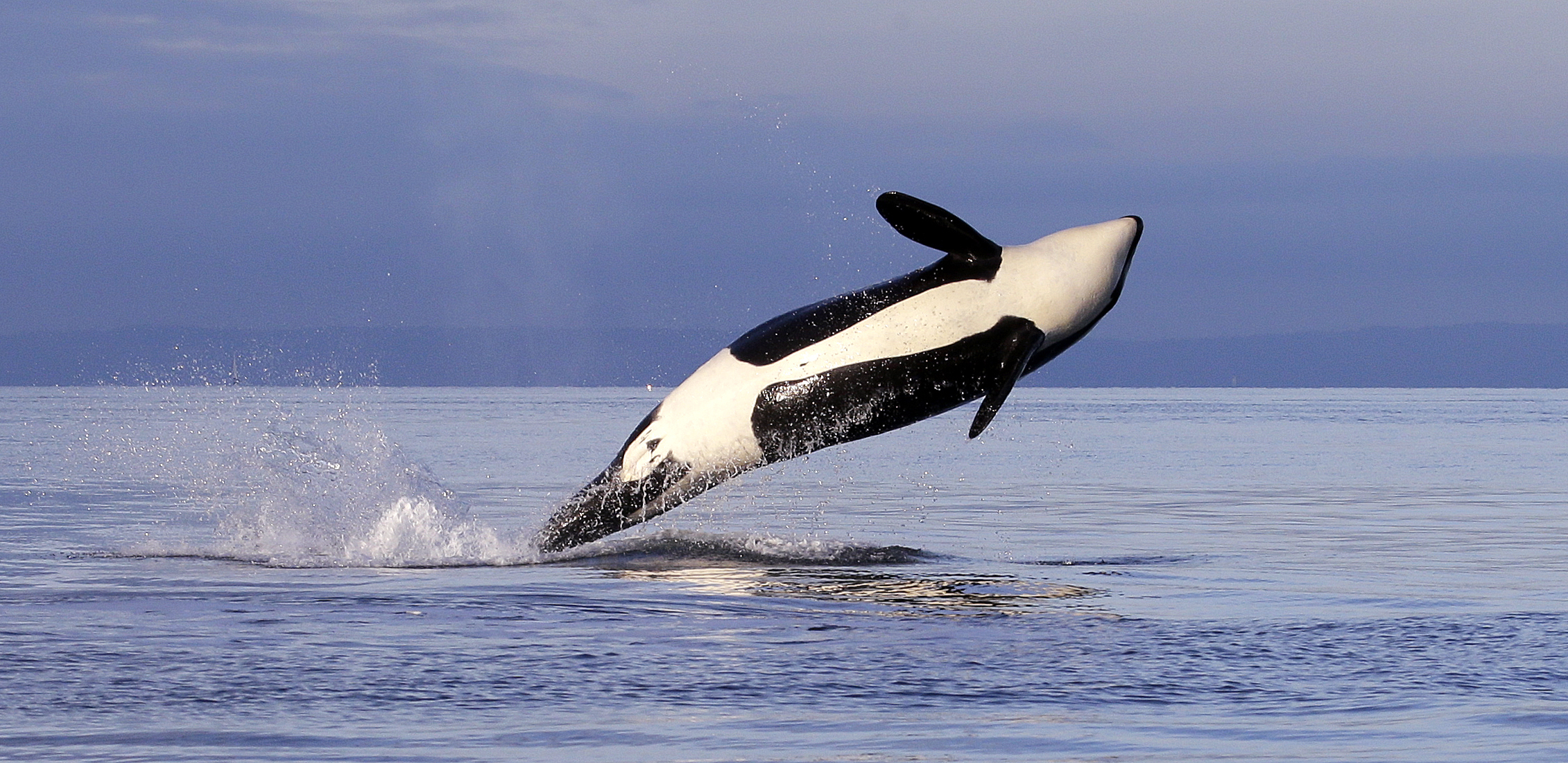 An endangered female orca leaps from the water while breaching in Puget Sound west of Seattle