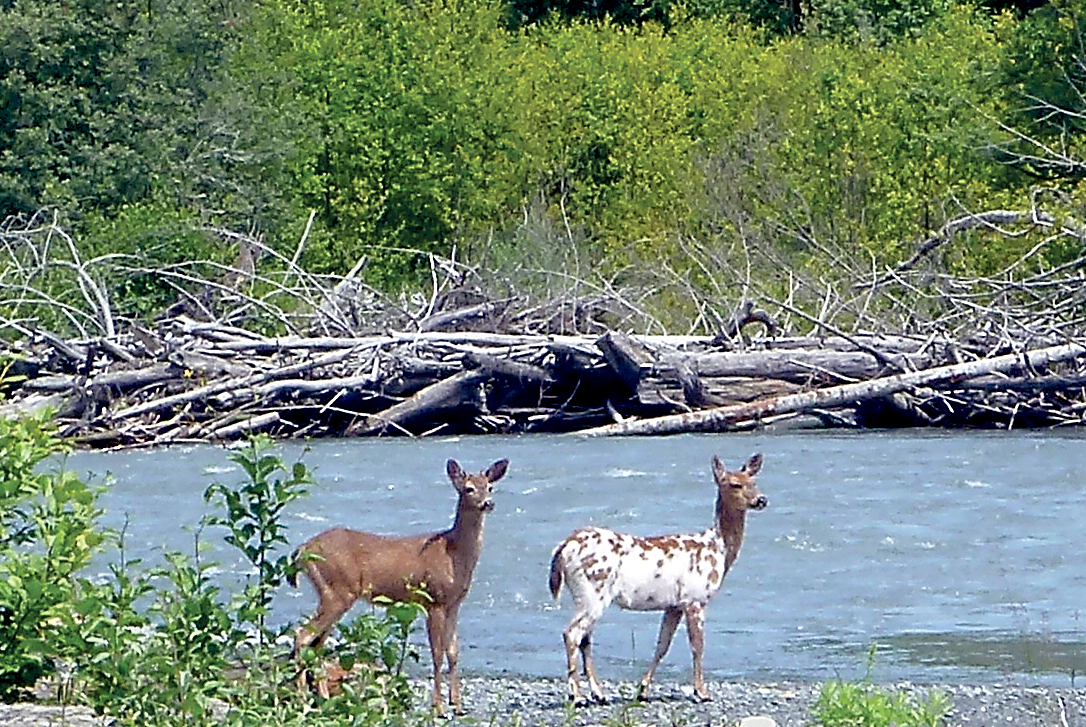 A rare yearling piebald deer was seen at an Elwha River side channel near Hunt Road in June. — Anna Geffre/Olympic National Park