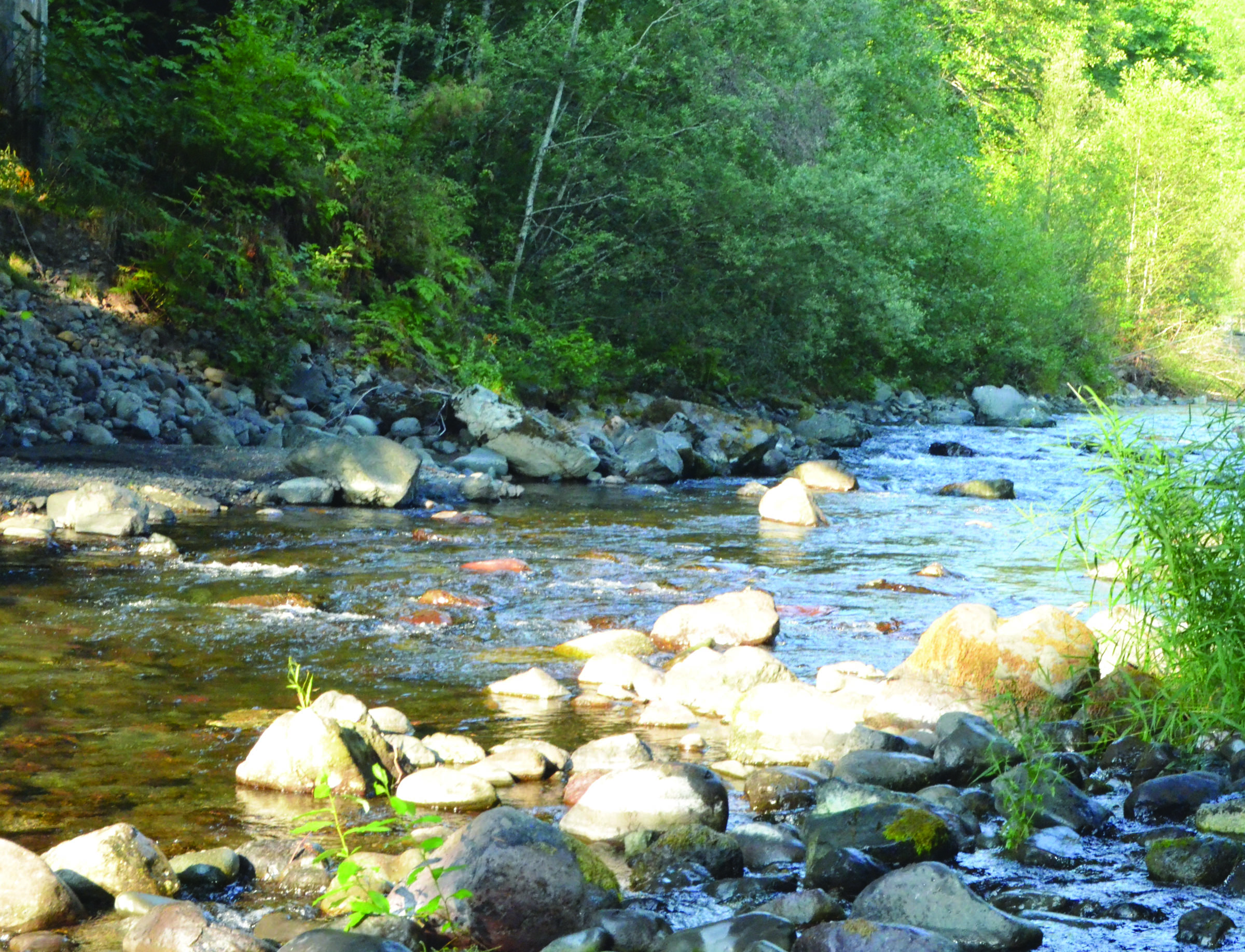 A salmon fishing season on the Big Quilcene River has been called off due to low flows. Charlie Bermant/Peninsula Daily News