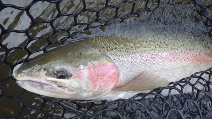 OUTDOORS: Rainfall raises, reopens many Peninsula rivers to recreational fishing