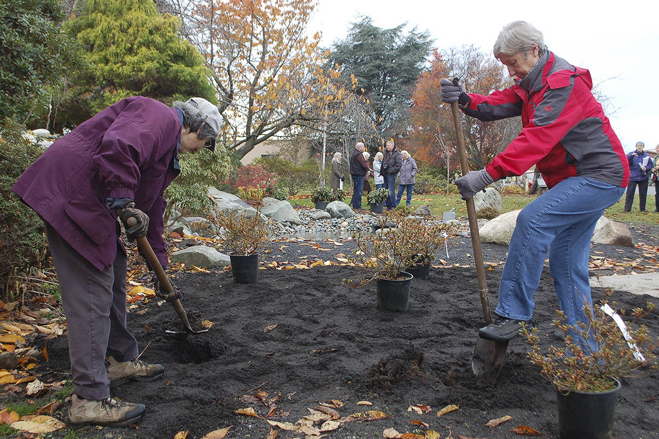 Sequim Prairie Garden Club members Arlene Sawyer, left, and Sue Haus plant azaleas last week to start the landscaping process at Pioneer Memorial Park. (Erin Hawkins/Olympic Peninsula News Group)