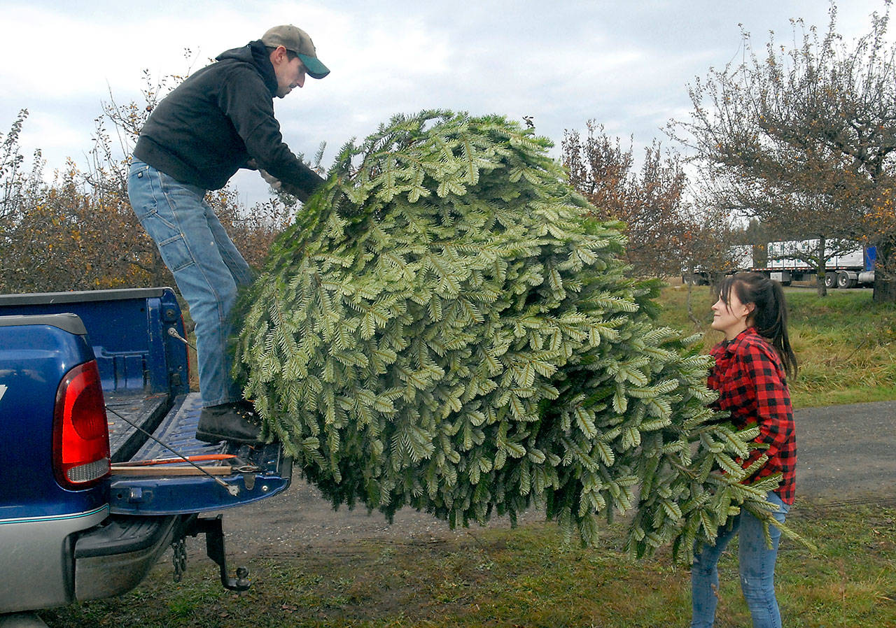 Justin and Alicia Walz of Port Angeles load up a freshly cut Christmas tree at Lazy J Tree Farm east of Port Angeles on Friday. (Keith Thorpe/Peninsula Daily News)