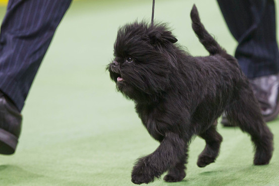 An affenpinscher named Banana Joe won Best in Show at the Westminster Kennel Club Dog Show on Tuesday. The Associated Press