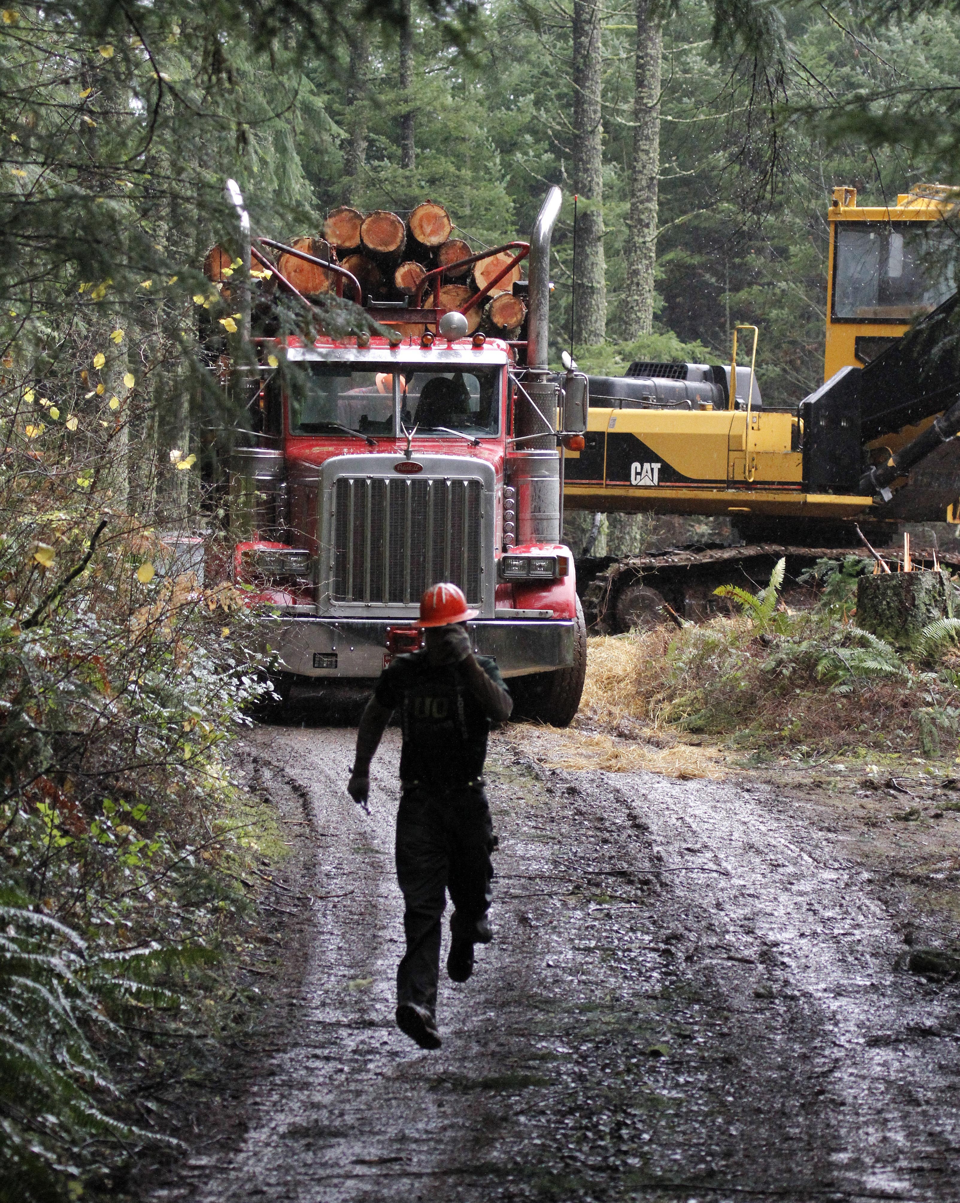 Logger Eric Davis runs down a road as a truck loaded with logs is readied in a forest area near Banks