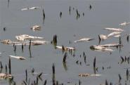 Dead fish float in a drying pond near Rock Port