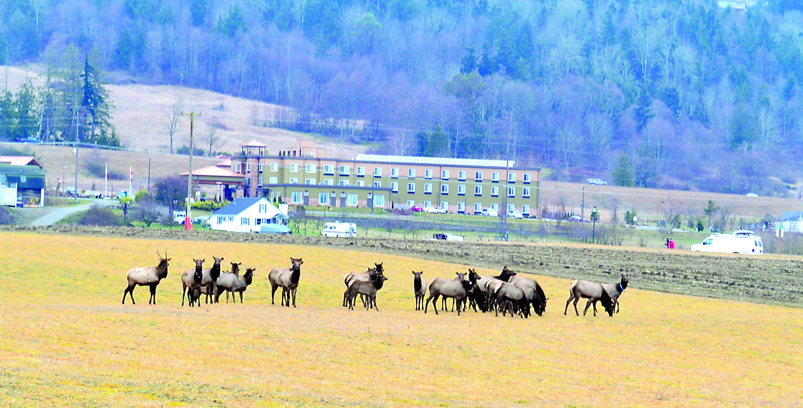 The Dungeness herd of Roosevelt elk relax in Fred and Loretta Grant's field off Sequim Bay Road just east of Sequim. Drivers are being advised to keep a lookout for the elk trying to cross U.S. Highway 101