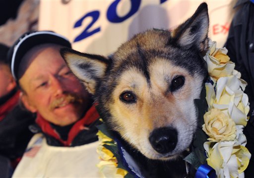 Mitch Seavey holds one of his lead dogs