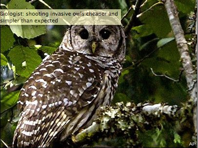 Barred owl The Associated Press